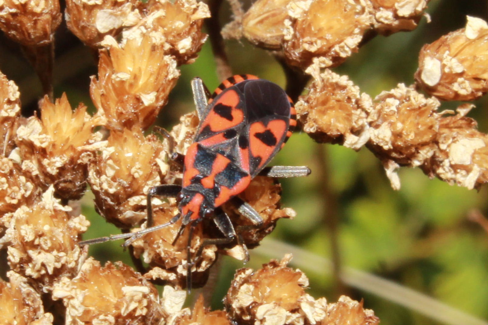 Pyrrocoris ?? No, Spilostethus saxatilis